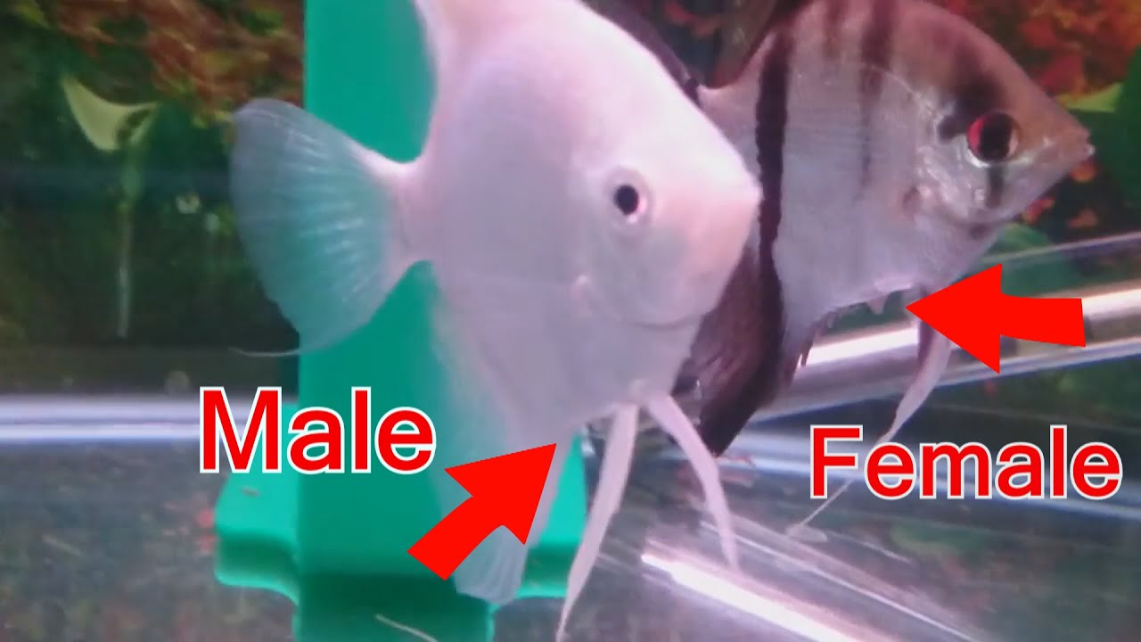 Angelfish Male Female Identification At Dennis Marquis Blog