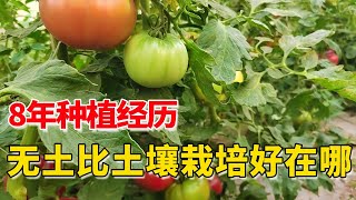 无土栽培到底比土壤栽培好在哪？经过8年种植，今天告诉你【付老师种植技术团队】