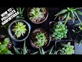 How To Cross Pollinate Haworthias 🌱 Hybridize 2 Haworthia Varieties