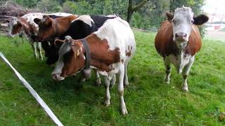 ホルスタインとレッドホルスタイン　Holstein Friesian cattle　2013 1003