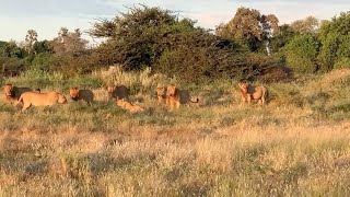 Five male lions roaring at once