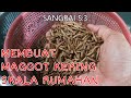 Tutorial Mengeringkan Maggot BSF | Membuat Dried Maggot Skala Rumahan