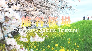 熊谷桜堤 2023 4K  Kumagaya SAKURA Tsutsumi Cherry Blossoms Walk Saitama 桜 埼玉