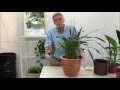 Growing Cymbidiums with Hydroponics - How to Setup for Outdoor Growing