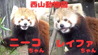 ❤︎仲良し双子姉妹❤︎ニーコちゃん＆レイファちゃん　[西山動物園]レッサーパンダ