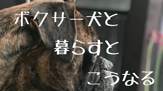 【ボクサー犬】ボクサー犬と暮らすとこんな風になる！