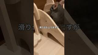 【そらボール】部屋んぽスペースに大好きなたんぽぽボールが登場した時のチンチラの反応＃chinchilla＃チンチラ＃shorts