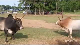 Syang vs sbah tuh Bull 🐂 fighting