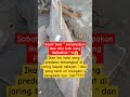 Sang predator tersangkut jaring nelayan 😱