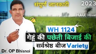 पछेती बिजाई वाली गेहूं की vatiety! WH 1124 - पूरी जानकारी | HAU, Hisar Dr. OP Bhisnoi | KISAN GYAN