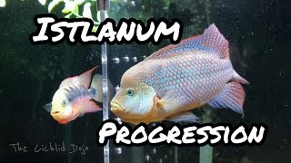 Istlanum Progression