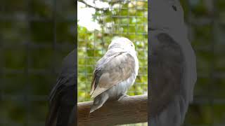 Adorable White Lovebird #whitebird #lovebird #parrot #shorts