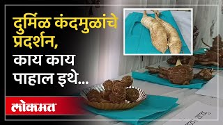 १०० कंदमुळे, १५० औषधी वनस्पती अन् कंदमुळांच्या पाककृती चाखण्यास कोल्हापुरकरांची गर्दी... | DU2