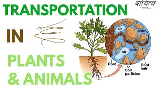 Biology। Transportation in plants and animals (છોડ અને પ્રાણીઓમાં પરિવહન)। Lecture 4। Std. 8। NMMS