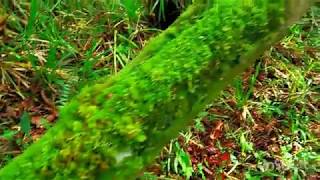 Berburu moss aquascape di gunung \