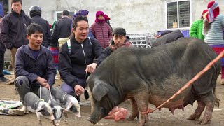 Zon went to the market to find new pig breeds in sadness and disappointment .