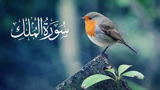 Surah Al-Mulk lسورة الملك الشيخ مشاري راشد العفاسي  Surat Al-Mulk|editing by Hafiz Hanif
