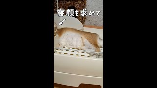 寝顔を求めて、そっと近づいてみた結果がこちら　【うさぎカフェ ぽっぷ Pop】 #Shorts