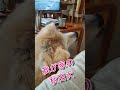 秋田犬 るるkawaiiね！秋田犬るる9歳です＃shorts＃秋田犬＃akitainu るる＃kawaii 可愛い＃もふもふ