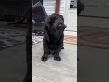 black labrador puppy shaking head ☺ shorts blacklabrador