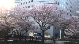 電車からお花見 川崎駅→東京方向左側の窓 2015.4.2