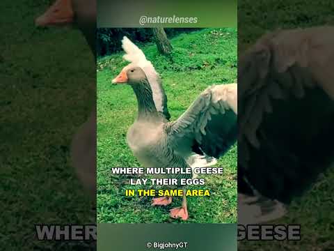 Why do geese attack baby geese?