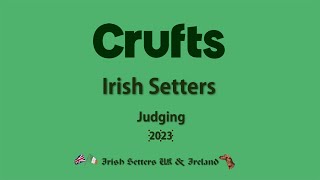 Crufts Irish Setter Judging 2023