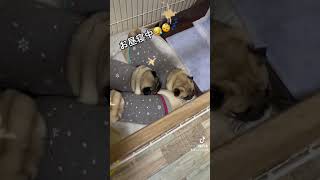 #PUG#パグ#仲良く#お昼寝中#可愛い過ぎ#天使たち