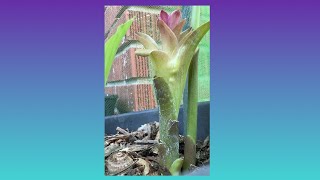 Beautiful Turmeric Flower Growing from Black Turmeric in Container Gardening (aka Blue \u0026 Purple)