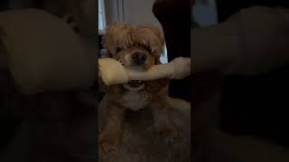 Baci, The Crazy Cocker Spaniel Serious About Her Bone.