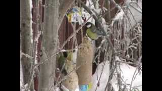 Talitiainen (Parus major)