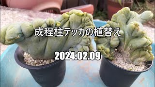 成程柱テッカの植替え　2024 02 09