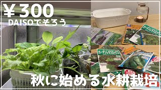 [家庭菜園]秋から始める水耕栽培入門♪DAISOで300円！一緒に野菜を育てましょう[始め方]