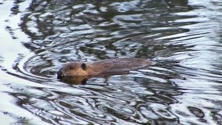 Tisonagan - Le castor: du piège à l'assiette