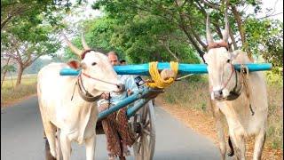 ( Hallikar )హల్లికర్ ,రెండు పళ్లు (2 teeth) మరియు నాలుగు పళ్లు (4 teeth)ధూడలు 🤍