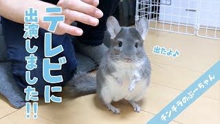 【チンチラ】チンチラのぷーちゃんがテレビに出演しました！Funny and Cute Chinchilla