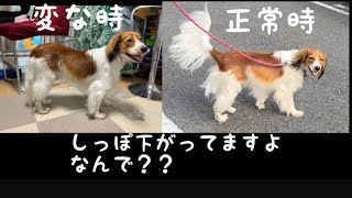 コーイケルKIKI 大変❗️どうした？？しっぽが下がったままのKIKI