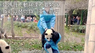 《熊貓早晚安》奶媽背不動胖達不要勉強，我可以替你負“重”前行 | iPanda