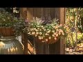 Calibrachoa (Million Bells) - Southern Gardening Television