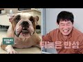 manner maketh dog dogs are incredible eng 2019.12.04