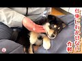 【子犬　保護犬】仕事に行きたくなくなるお父さん