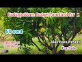 ID 1333🌴50 CENT BUDGET FARMLAND FOR SALE KADAPAKKAM🌴PONDICHERRY MANGO FARM🌴ALAMBARA RESORT⛱️MR.ASHI