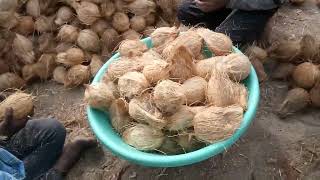 Husk and Semi Husk 9740010506 coconut good quality wholesale price