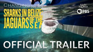Sharks in Belize: Jaguars of the Sea | Changing Seas | Preview