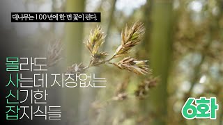 (6화) 몰사신잡 - 대나무는 꽃이 100년에 한번 핀다.