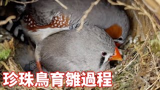 珍珠鳥幸福的一家，小夥捕捉到珍珠鳥育雛過程，鳥類的母愛竟也如此偉大【蒙面鳥哥】