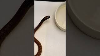 Unboxing A Fierce Snake