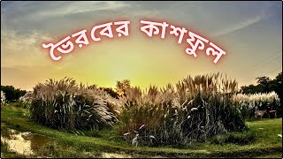 Bhairab Riverbank Kash phool| Islampur| Murshidabad | Puja Time Kashful