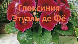 Глоксиния обыкновенная Этуаль де Фё (gloxinia) 🌿 обзор: как сажать, луковицы глоксинии Этуаль де Фё