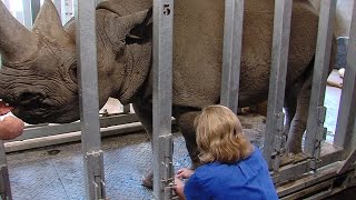 Working with a rare, pregnant black rhino is just an average day for this ISU veterinarian